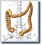 info-grafik, medizinische illustration 5