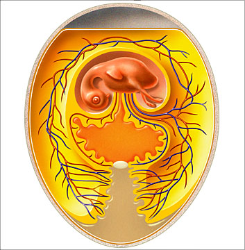 Infografik, wissenschaftliche illustration, Vogelembryo