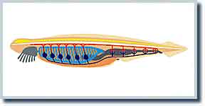 wissenschaftliche Illustrationen 3